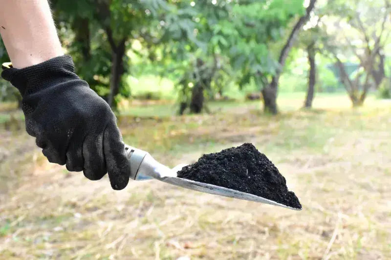 Wirkung von Pflanzenkohle im Boden einfach erklärt: Alles über Biomasse, Bodenfruchtbarkeit und Bodenverbesserung - Wundergarten Shop