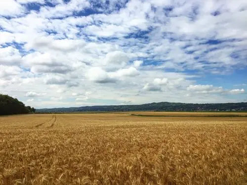 Pflanzenkohle in der Landwirtschaft