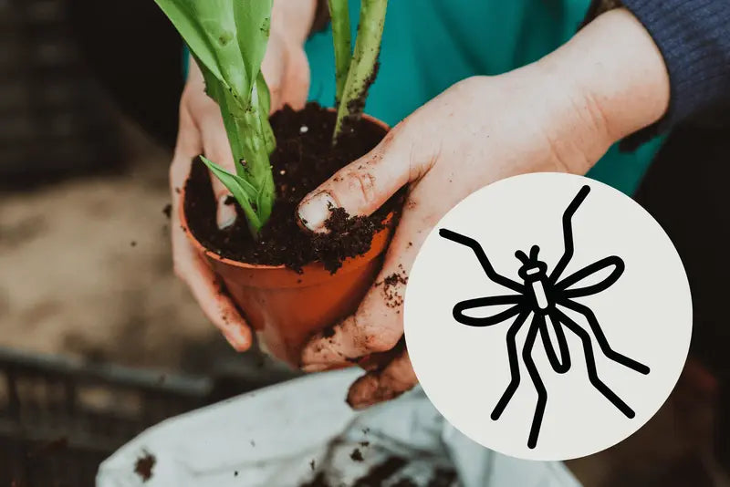 Kleine Fliegen in der Blumenerde: Was nun? - Wundergarten Shop