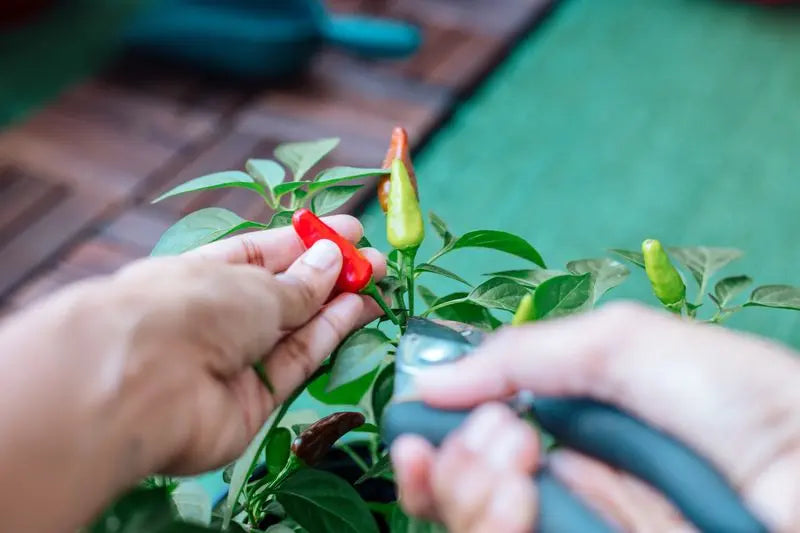 Chili Samen richtig trocknen