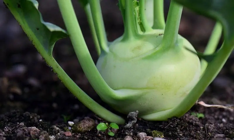 Kohlrabi: Von der Aussaat bis zum fertigen Gericht