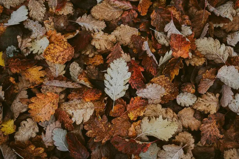 Herbstlaub nachhaltig nutzen