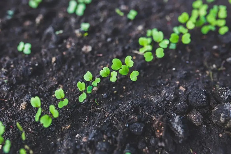 Rucola anbauen: ber Aussaat und Rucola richtig ernten - Wundergarten
