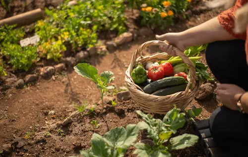 Tipps gegen Trockenheit im Garten