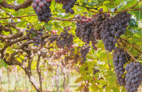 Pflanzenkohle im Weinbau