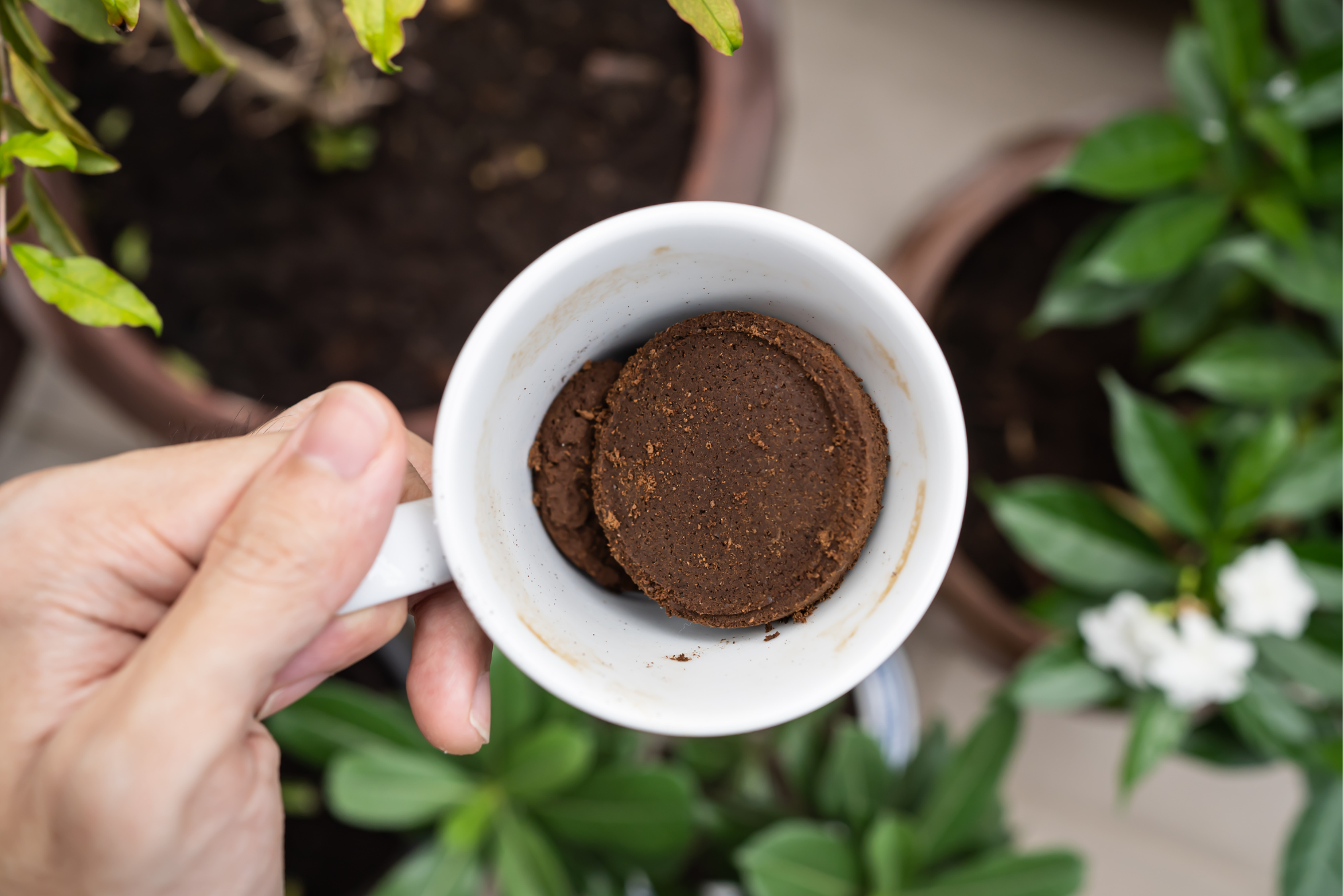 Kaffeesatz als biologische Dünger-Alternative